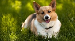 Walesi corgi pembro